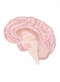 Corpus Callosum