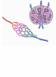 Cortical Nodule (Follicle) of Lymph Node