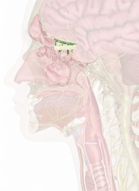 Cranial Nerve I - Olfactory Nerve