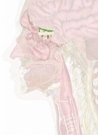Cranial Nerve I - Olfactory Nerve