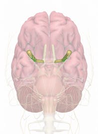 Cranial Nerve II - Optic Nerve