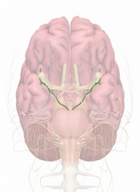 Cranial Nerve III - Oculomotor Nerve