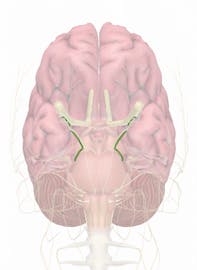 Cranial Nerve IV - Trochlear Nerve