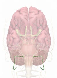 Cranial Nerve IX - Glossopharyngeal Nerve