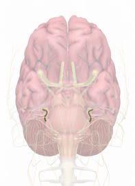 Cranial Nerve V - Trigeminal Mandibular Nerve