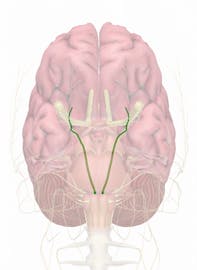 Cranial Nerve VI - Abducens Nerve
