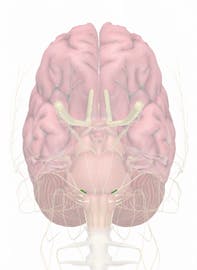 Cranial Nerve VII - Facial Nerve