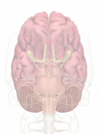 Cranial Nerve VII - Nervus Intermedius