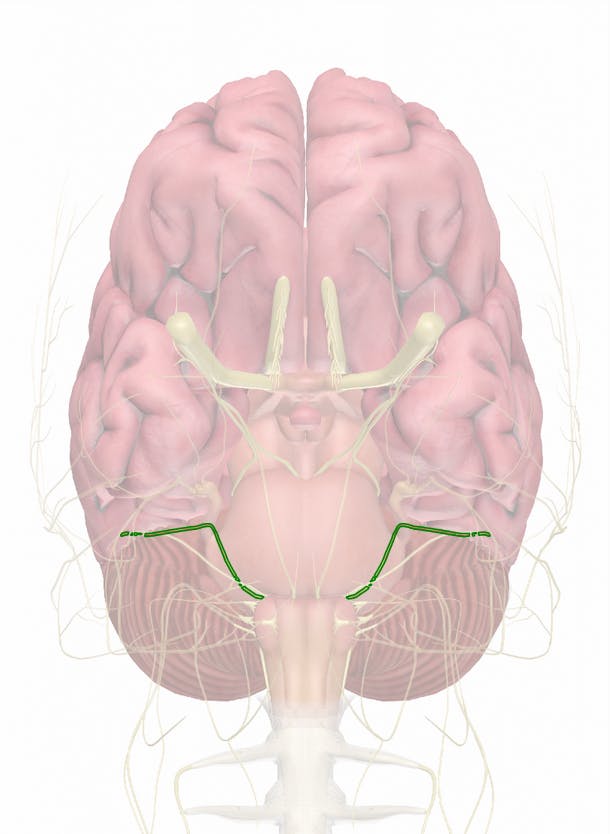 vestibular nerve brain