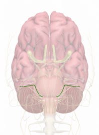 The Vestibulocochlear Nerve