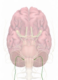 Cranial Nerve X - Vagus Nerve