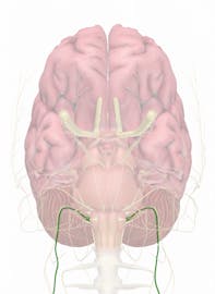 Cranial Nerve X - Vagus Nerve