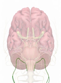 Cranial Nerve XI - Accessory Nerve