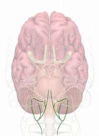 Cranial Nerve XII - Hypoglossal Nerve
