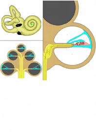 Cupula of Cochlea