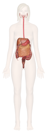 Digestive System