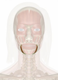 Depressor Anguli Oris Muscle