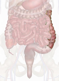 Descending Colon