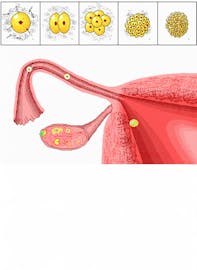 Discharging of Ovum