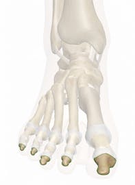 Distal Phalanges of the Foot