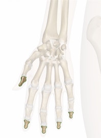 Distal Phalanges of the Hand