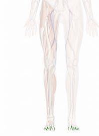 Dorsal Digital Arteries of Foot