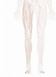 Dorsal Digital Veins of Foot