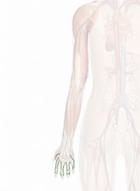 Dorsal Digital Veins of Hand