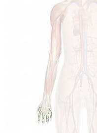 Dorsal Digital Veins of Hand