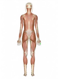 Dorsal Expansion (hood)