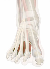 Dorsal Interosseous Muscles of Foot