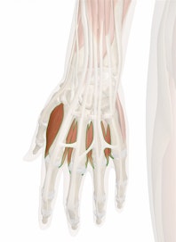Dorsal Interosseous Muscles of Hand