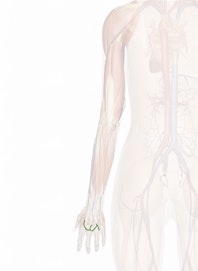 Dorsal Metacarpal Veins