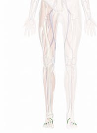 Dorsal Metatarsal Arteries