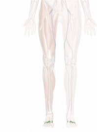 Dorsal Metatarsal Veins