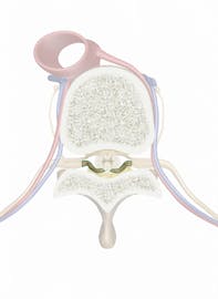 Dorsal Root of Spinal Nerve