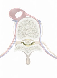 Dorsal Root of Spinal Nerve