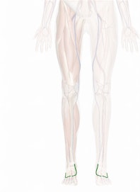 Dorsal Venous Arch of Foot