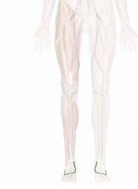 Dorsal Venous Arch of Foot