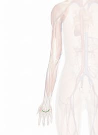 Dorsal Venous Network of Hand