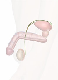 The Ductus Deferens