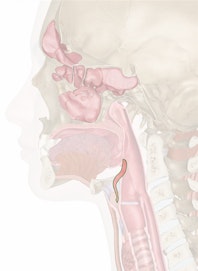 The Epiglottis
