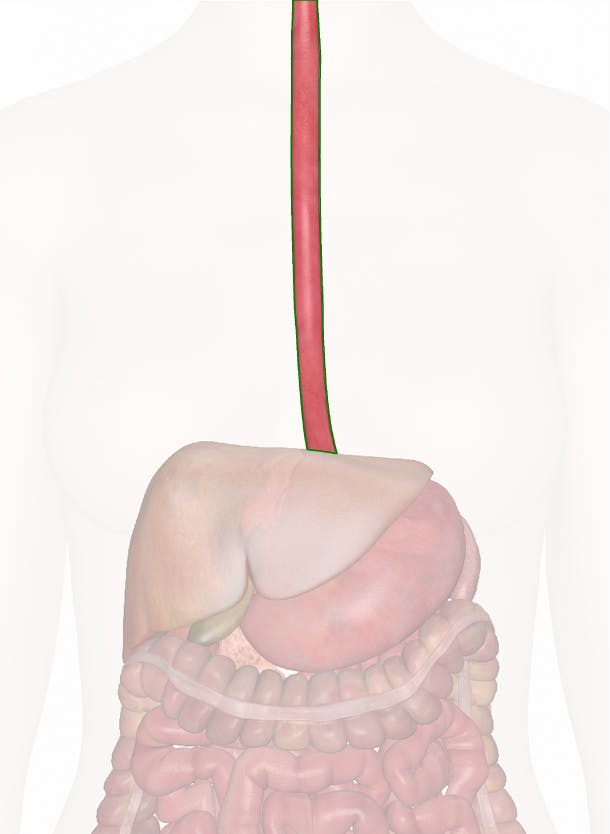 esophagus trachea model