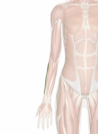Extensor Carpi Radialis Brevis Muscle