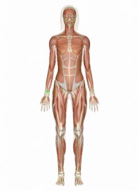 Extensor Carpi Radialis Brevis Tendon