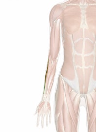 Extensor Carpi Radialis Longus Muscle