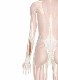 Extensor Carpi Ulnaris Muscle
