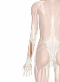 Extensor Carpi Ulnaris Muscle