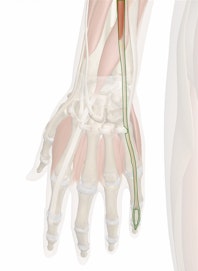 Extensor Digiti Minimi Muscle