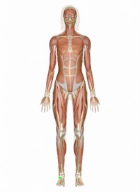 Extensor Digitorum Brevis Muscle